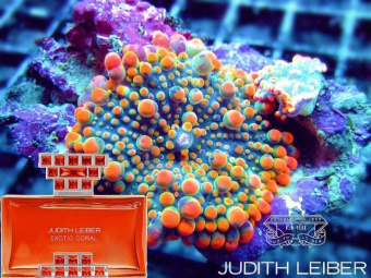 Judith Leiber Exotic Coral